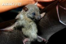 White-collared fruit bat cdn2arkiveorgmediaD5D56BAE8E9B8345BF82603