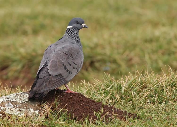 White-collared pigeon Whitecollared Pigeon Columba albitorques videos photos and sound