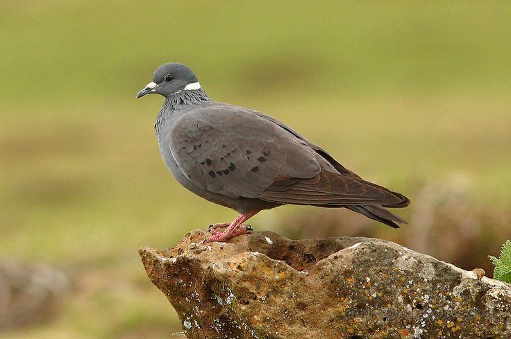 White-collared pigeon Whitecollared pigeon Columba albitorques Endemic to the
