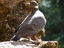 White-collared pigeon httpsuploadwikimediaorgwikipediacommonsthu