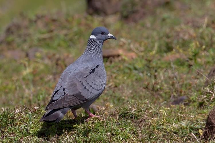 White-collared pigeon Whitecollared Pigeon Columba albitorques videos photos and sound