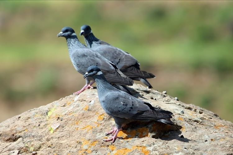 White-collared pigeon Sunshine for Pangaea Whitecollared Pigeon Columba albitorques