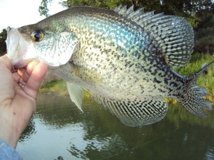 White crappie Catch White Crappie Tips and Techniques YouTube