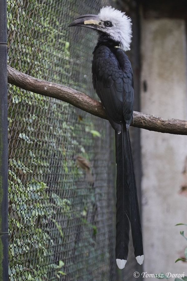 White-crested hornbill Whitecrested Hornbill Tropicranus albocristatus ZooChat