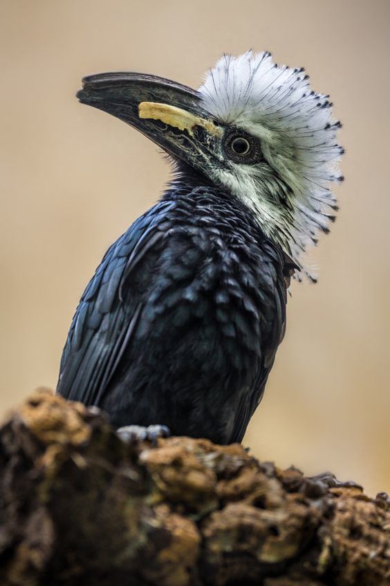 White-crested hornbill The White Crested Hornbill aka longtailed hornbill is found in