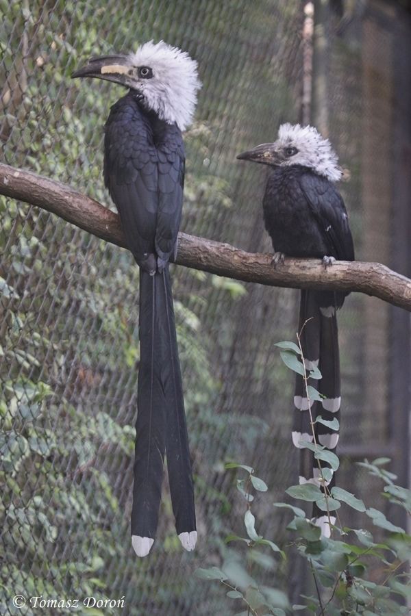 White-crested hornbill Whitecrested Hornbill Tropicranus albocristatus adult with young