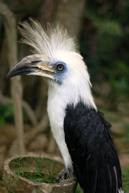 White-crested hornbill Belum Hornbill Belum Outdoor Adventure BOA