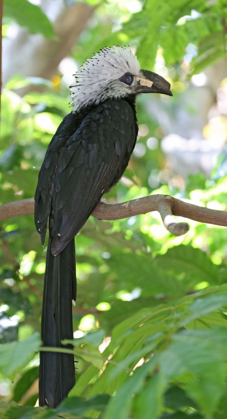 White-crested hornbill Pictures and information on Whitecrested Hornbill