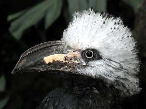 White-crested hornbill Whitecrested Hornbill Common name Whitecrested Hornbill Flickr