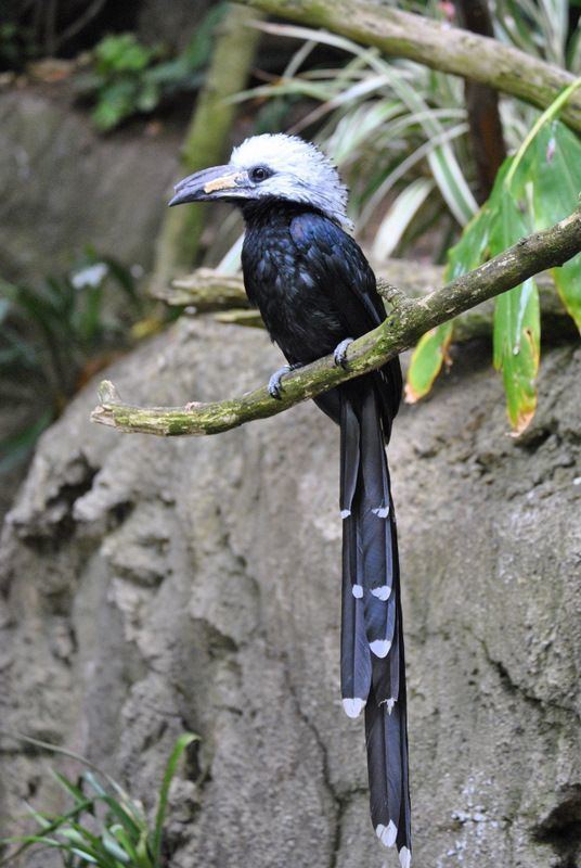 White-crested hornbill Whitecrested Hornbill Tropicranus albocristatus also known as