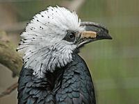 White-crested hornbill httpsuploadwikimediaorgwikipediacommonsthu