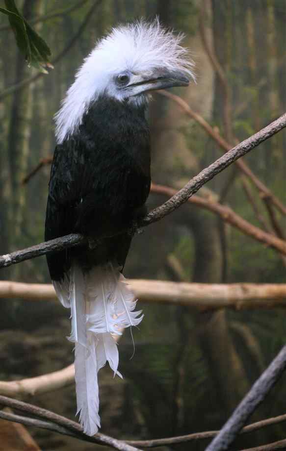 White-crested hornbill Uganda and Photos on Pinterest