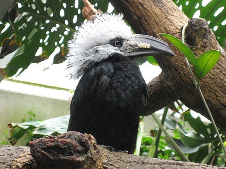 White-crested hornbill Tropicranus albocristatus Whitecrested hornbill Tockus