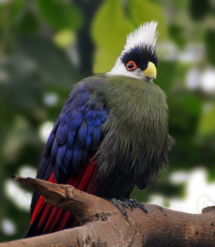 White-crested turaco 1000 images about Birds Turacos on Pinterest Africa Knysna and
