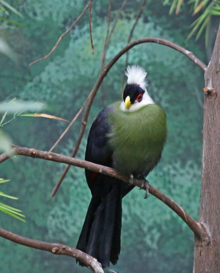 White-crested turaco Pictures and information on Whitecrested Turaco