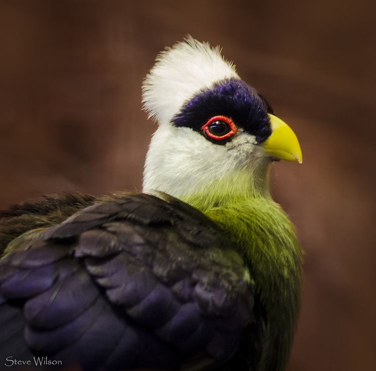 White-crested turaco Portrait of a Whitecrested Turaco EXPLORE Photographed Flickr