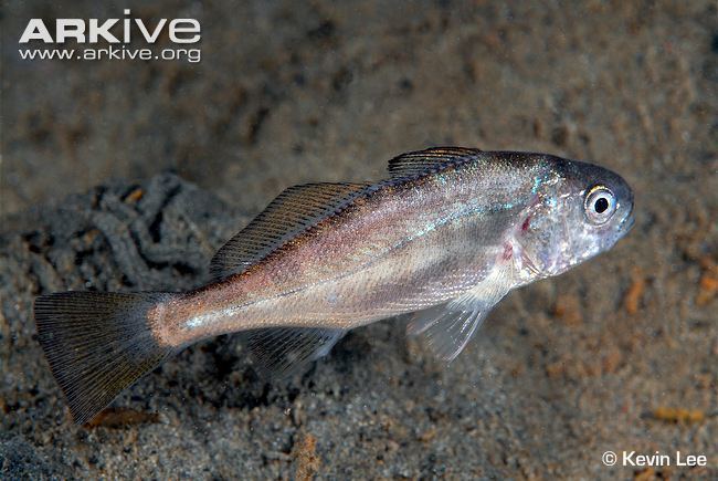 White croaker White croaker videos photos and facts Genyonemus lineatus ARKive