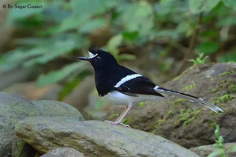 White-crowned forktail Whitecrowned Forktail Enicurus leschenaulti videos photos and