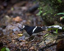 White-crowned forktail Whitecrowned forktail Wikipedia