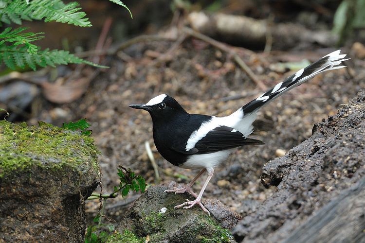 White-crowned forktail Whitecrowned forktail