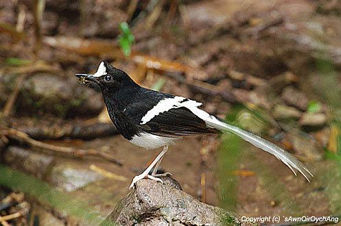 White-crowned forktail Oriental Bird Club Image Database Whitecrowned Forktail