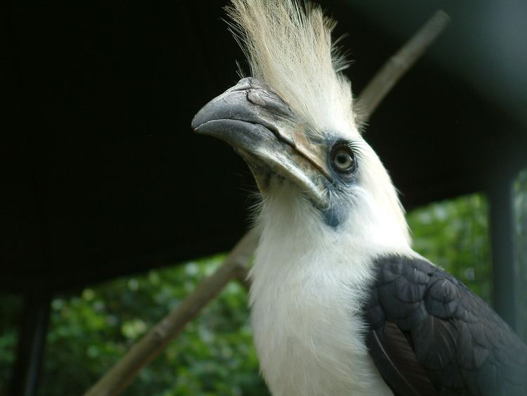 White-crowned hornbill FileWhitecrowned hornbilljpg Wikimedia Commons