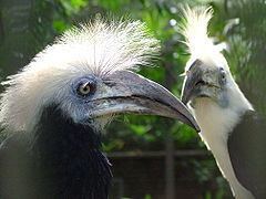 White-crowned hornbill httpsuploadwikimediaorgwikipediacommonsthu