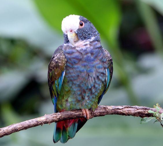 White-crowned parrot Whitecrowned Parrot Pionus senilis A small parrot 94quot found in