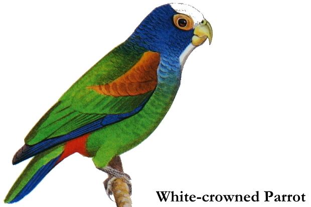 White-crowned parrot Whitecrowned Parrot Pionus senilis Picture Costa Rica Fauna and