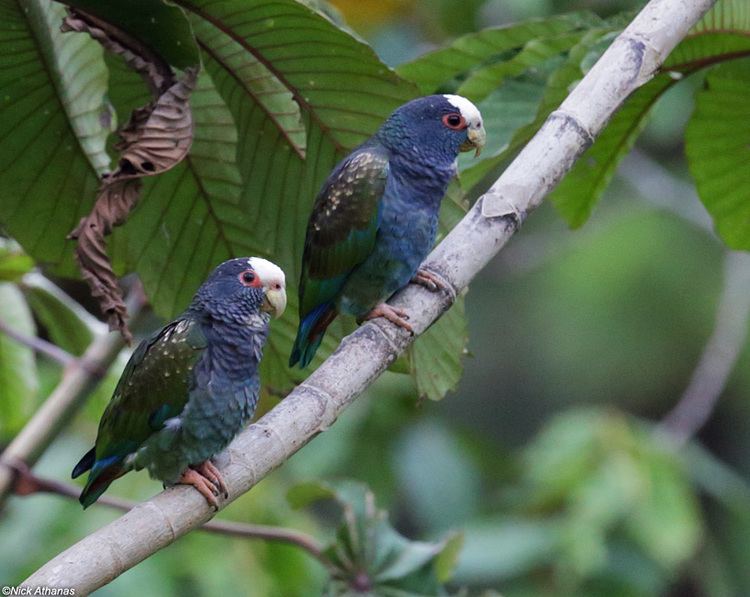 White-crowned parrot 78 images about White Capped Pionus on Pinterest Ecuador Parrot