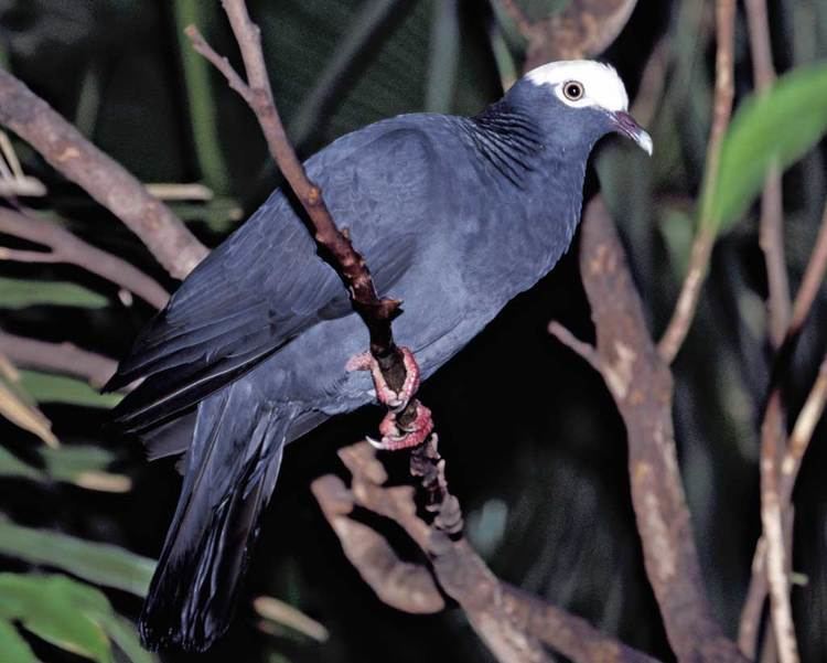 White-crowned pigeon Whitecrowned Pigeon Audubon Field Guide