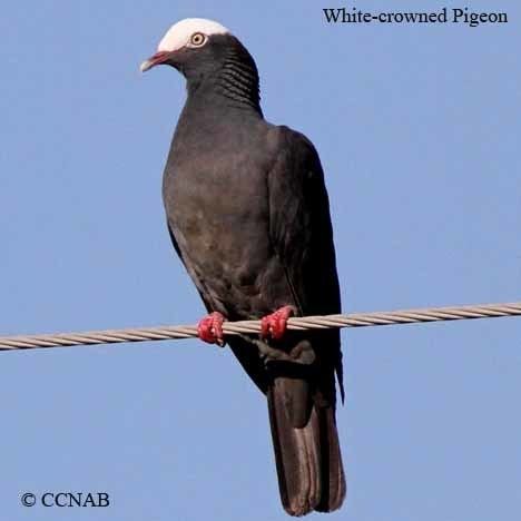 White-crowned pigeon Whitecrowned Pigeon North American Birds Birds of North America