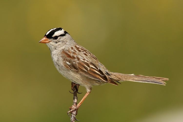 White-crowned sparrow Whitecrowned sparrow Wikipedia