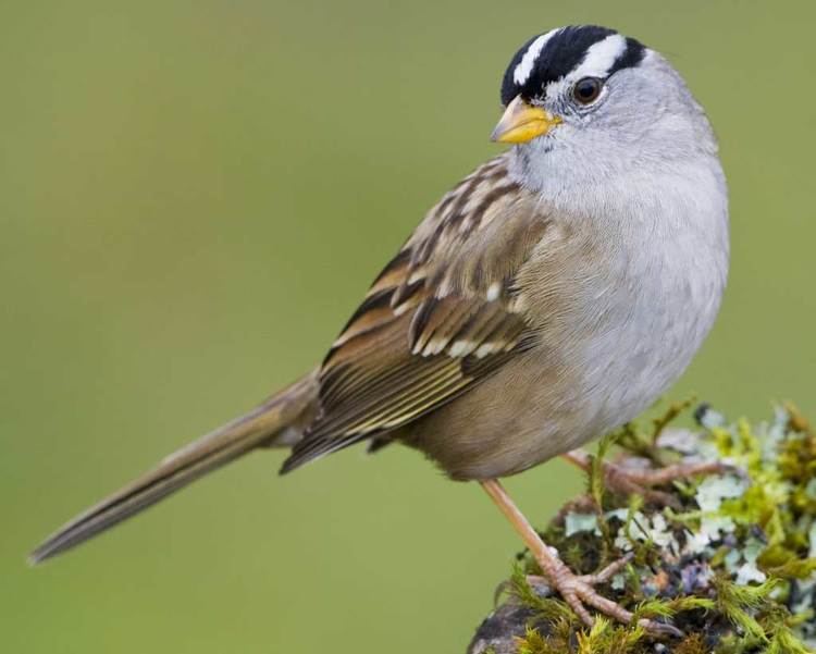 White-crowned sparrow d2fbmjy3x0sduacloudfrontnetsitesdefaultfiles
