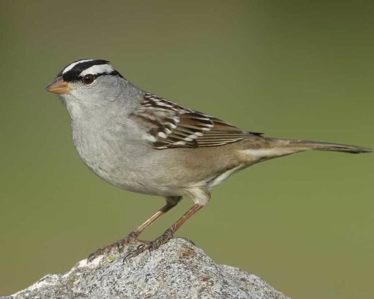 White-crowned sparrow Whitecrowned Sparrow Audubon Field Guide