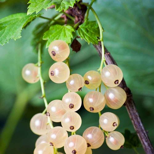 White currant Permaculture Plants Currants Temperate Climate Permaculture