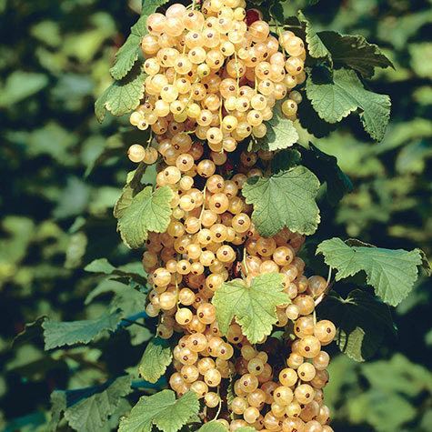 White currant Imperial White Currant Gurneys Seed amp Nursery