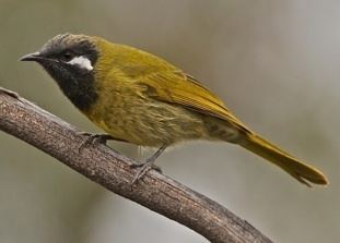 White-eared honeyeater Avian photo gallery page two