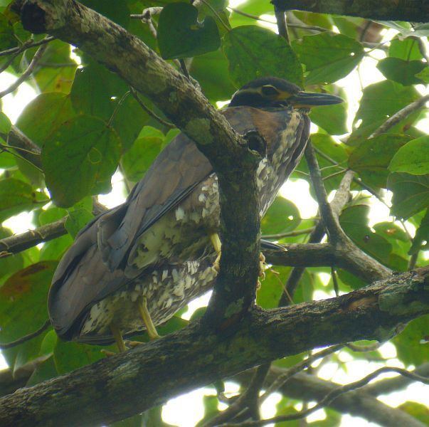 White-eared night heron Oriental Bird Club Image Database Whiteeared Night Heron