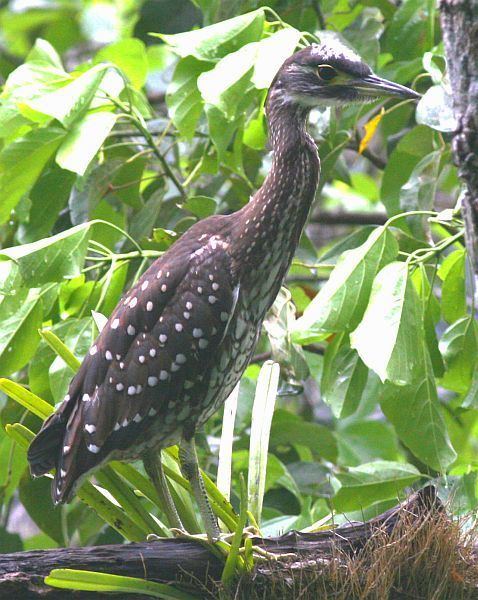 White-eared night heron Oriental Bird Club Image Database Whiteeared Night Heron