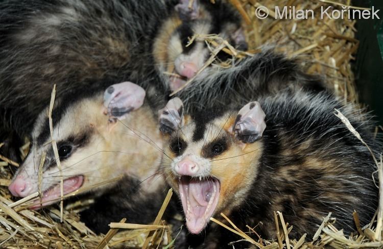 White Eared Opossum Alchetron The Free Social Encyclopedia