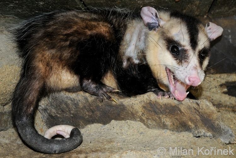 White-eared opossum Didelphis albiventris Whiteeared opossum