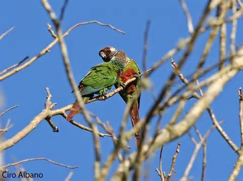 White-eared parakeet More on Pyrrhura leucotis Whiteeared Parakeet