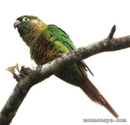 White-eared parakeet More on Pyrrhura leucotis Whiteeared Parakeet