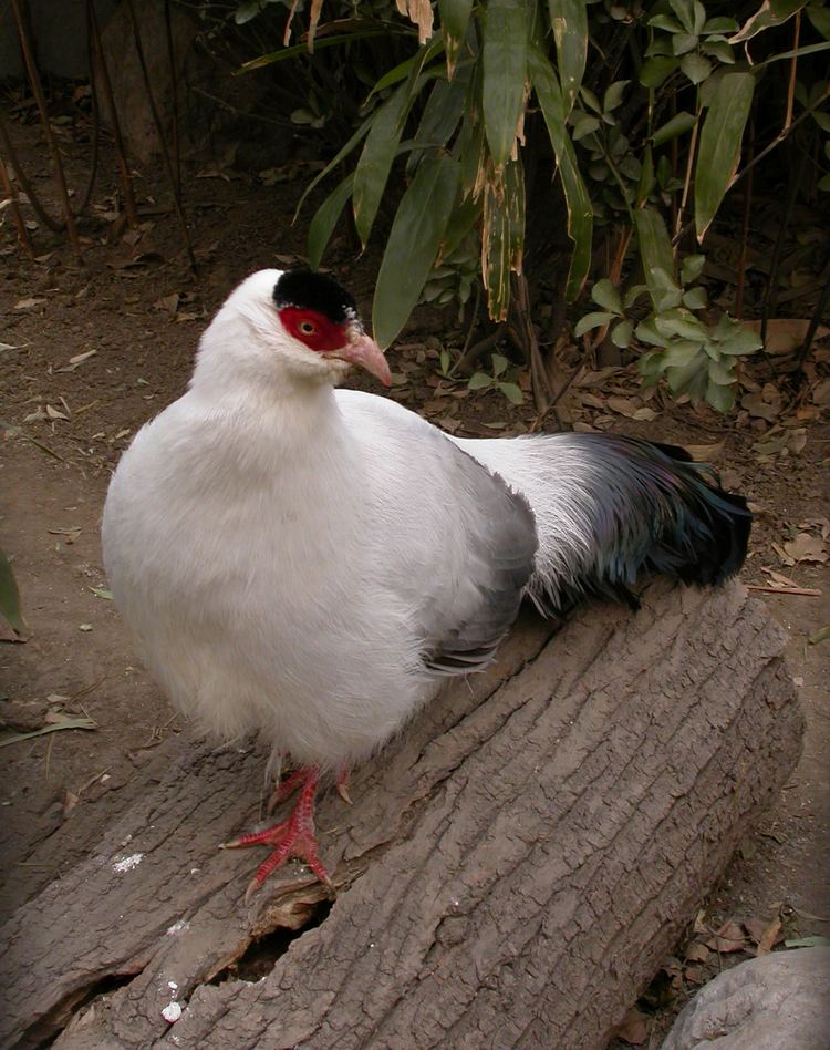 White eared pheasant httpsuploadwikimediaorgwikipediacommonsaa