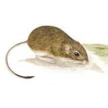 White-eared pocket mouse naturalhistorysiedumnaThumbNailsillustrations