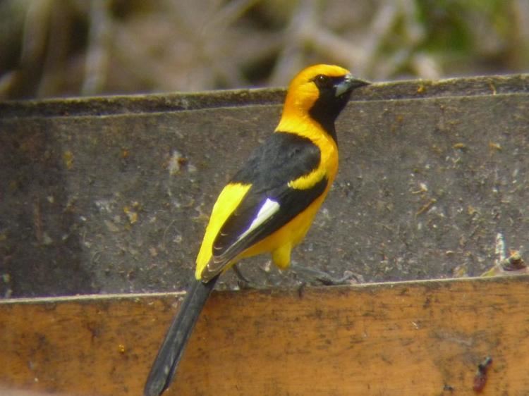 White-edged oriole Whiteedged Oriole Icterus graceannae videos photos and sound