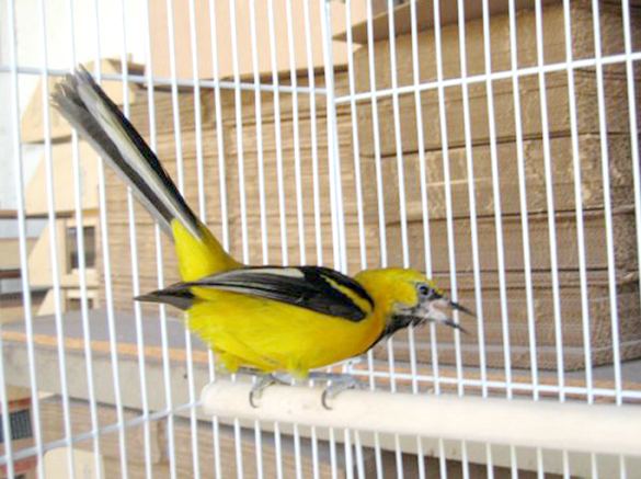 White-edged oriole edged Oriole Icterus graceannae