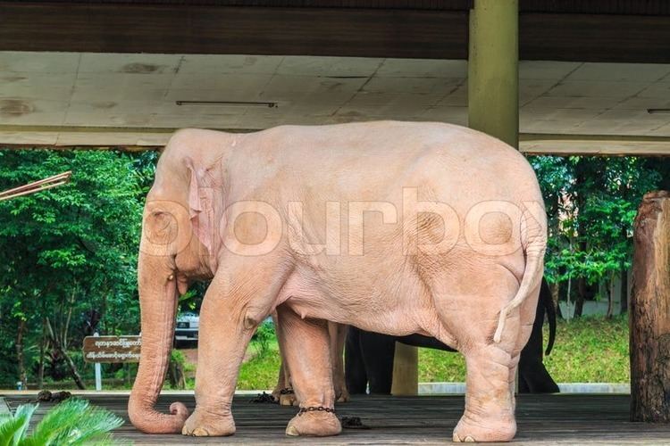White elephant (animal) White elephant animal in Myanmar Yangon Myanmar Burma Asia