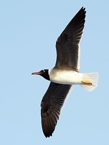 White-eyed gull httpsuploadwikimediaorgwikipediacommonsthu